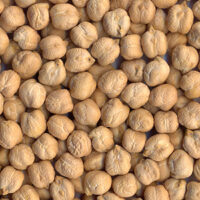 garbanzo